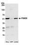 Proteasome 26S Subunit, Non-ATPase 5 antibody, A304-999A, Bethyl Labs, Western Blot image 