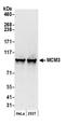 Minichromosome Maintenance Complex Component 3 antibody, A300-124A, Bethyl Labs, Western Blot image 