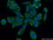 Cystatin C antibody, 66355-1-Ig, Proteintech Group, Immunofluorescence image 