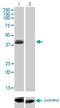 Homeobox protein OTX1 antibody, LS-C197828, Lifespan Biosciences, Western Blot image 