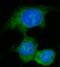 Aminoadipate-Semialdehyde Synthase antibody, A07302-3, Boster Biological Technology, Immunofluorescence image 