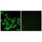 Ribosomal Protein L36 antibody, A08922, Boster Biological Technology, Immunofluorescence image 