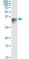 HPX antibody, H00003263-M01, Novus Biologicals, Immunoprecipitation image 