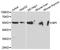 Bactericidal permeability-increasing protein antibody, A5338, ABclonal Technology, Western Blot image 
