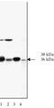 NSF Attachment Protein Alpha antibody, MBS395170, MyBioSource, Western Blot image 