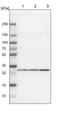 FKBP Prolyl Isomerase 3 antibody, PA5-51470, Invitrogen Antibodies, Western Blot image 