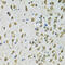 Proteasome subunit beta type-1 antibody, 13-643, ProSci, Immunohistochemistry frozen image 