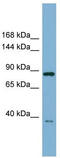 Extended Synaptotagmin 3 antibody, TA339591, Origene, Western Blot image 