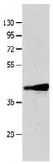 Tripartite Motif Containing 63 antibody, orb107593, Biorbyt, Western Blot image 