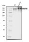 E1A Binding Protein P300 antibody, A00117, Boster Biological Technology, Western Blot image 
