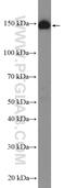 Probable G-protein coupled receptor 116 antibody, 14047-1-AP, Proteintech Group, Western Blot image 