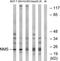 Neuromedin S antibody, TA316097, Origene, Western Blot image 