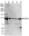 E2F Transcription Factor 8 antibody, ab109596, Abcam, Western Blot image 