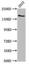 Glutamyl-Prolyl-TRNA Synthetase antibody, CSB-PA007747LA01HU, Cusabio, Western Blot image 
