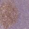 Raftlin antibody, NBP2-14655, Novus Biologicals, Immunohistochemistry frozen image 