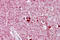 ZEB2 antibody, ARP33695_P050, Aviva Systems Biology, Immunohistochemistry frozen image 