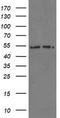 Proteasome Subunit Alpha 6 antibody, TA800107S, Origene, Western Blot image 