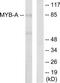 MYB Proto-Oncogene Like 1 antibody, TA314222, Origene, Western Blot image 