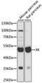 X-Linked Kx Blood Group antibody, LS-C750080, Lifespan Biosciences, Western Blot image 