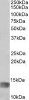 MIA SH3 Domain Containing antibody, MBS422958, MyBioSource, Western Blot image 