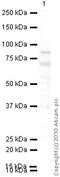 Coagulation Factor XIII A Chain antibody, ab1834, Abcam, Western Blot image 