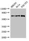 Fragile X mental retardation syndrome-related protein 1 antibody, CSB-PA009087LA01HU, Cusabio, Western Blot image 