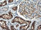 Regulator of G-protein signaling 16 antibody, LS-C173565, Lifespan Biosciences, Immunohistochemistry frozen image 