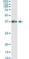 Had antibody, H00003033-M01, Novus Biologicals, Immunoprecipitation image 