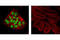HNF-4-alpha antibody, 3113S, Cell Signaling Technology, Immunocytochemistry image 