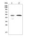 MAF BZIP Transcription Factor A antibody, A05251-1, Boster Biological Technology, Western Blot image 