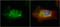 Phosphotriesterase Related antibody, GTX102860, GeneTex, Immunofluorescence image 