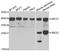 Ubiquitin Conjugating Enzyme E2 Z antibody, LS-C346400, Lifespan Biosciences, Western Blot image 