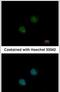 Decapping Exoribonuclease antibody, PA5-29505, Invitrogen Antibodies, Immunofluorescence image 