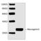 Neurogenin 3 antibody, LS-C203213, Lifespan Biosciences, Western Blot image 