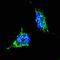 Fibroblast Growth Factor Receptor 1 antibody, orb213928, Biorbyt, Immunofluorescence image 