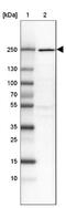 Dedicator of cytokinesis protein 9 antibody, NBP2-38517, Novus Biologicals, Western Blot image 