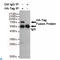 Hemagglutinin antibody, LS-C813286, Lifespan Biosciences, Immunoprecipitation image 