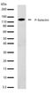 Selectin P antibody, 710281, Invitrogen Antibodies, Western Blot image 