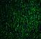 Glutaminase 2 antibody, A05334, Boster Biological Technology, Immunofluorescence image 