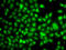Transducin Beta Like 1 X-Linked Receptor 1 antibody, LS-C748488, Lifespan Biosciences, Immunofluorescence image 
