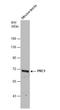 Protein Regulator Of Cytokinesis 1 antibody, NBP2-19925, Novus Biologicals, Western Blot image 