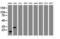 Jun Proto-Oncogene, AP-1 Transcription Factor Subunit antibody, LS-C175408, Lifespan Biosciences, Western Blot image 