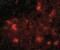 Dishevelled Binding Antagonist Of Beta Catenin 2 antibody, NBP1-76955, Novus Biologicals, Immunofluorescence image 