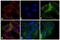 Mouse IgG (H+L) antibody, A10543, Invitrogen Antibodies, Immunofluorescence image 