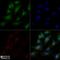 c-Myc antibody, NB600-302, Novus Biologicals, Immunofluorescence image 