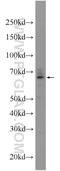 Protein O-Glucosyltransferase 1 antibody, 24409-1-AP, Proteintech Group, Western Blot image 