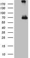  antibody, CF806115, Origene, Western Blot image 