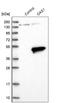 2'-5'-Oligoadenylate Synthetase 1 antibody, HPA003657, Atlas Antibodies, Western Blot image 