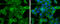 Insulin receptor substrate 4 antibody, GTX130865, GeneTex, Immunofluorescence image 