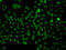 Phosphatidylinositol Specific Phospholipase C X Domain Containing 2 antibody, 15-405, ProSci, Immunofluorescence image 